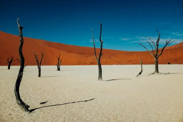 Dead Vlei